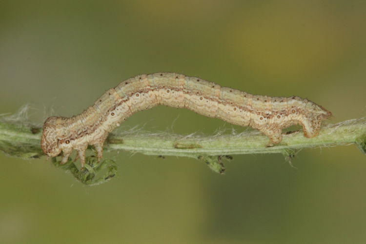 Ematurga atomaria: Bild 15