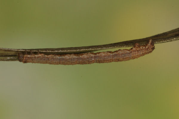 Xanthorhoe decoloraria: Bild 27