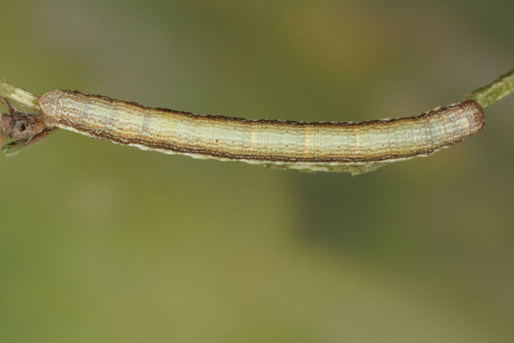 Ematurga atomaria: Bild 11