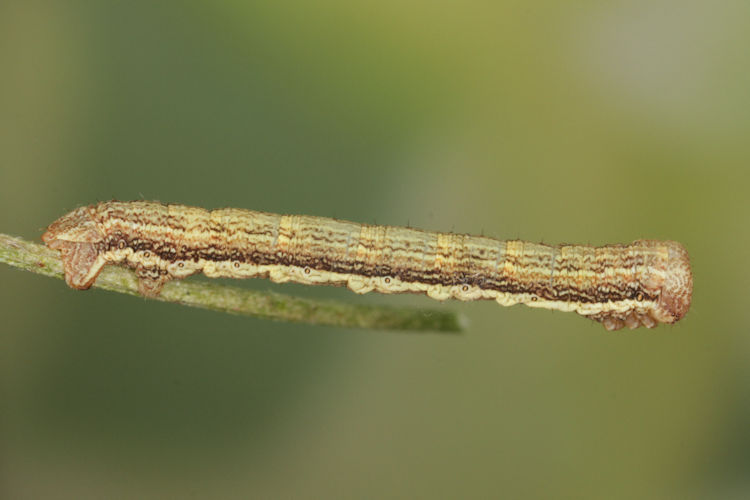 Ematurga atomaria: Bild 13