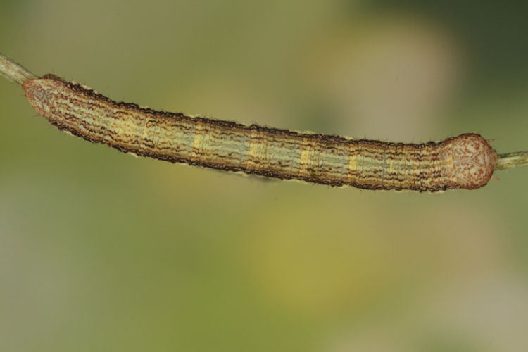 Ematurga atomaria: Bild 14