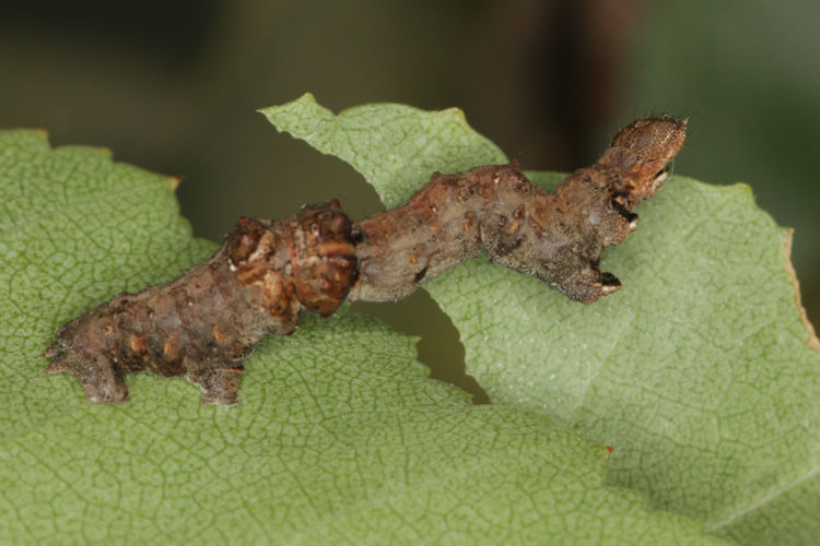Selenia tetralunaria: Bild 19