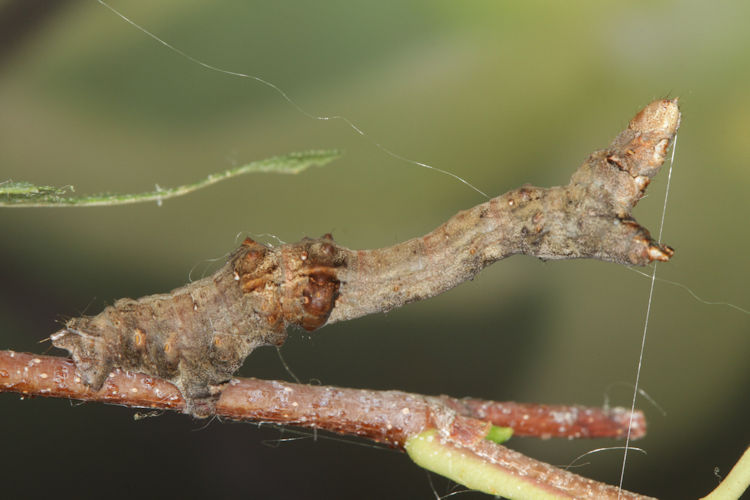 Selenia tetralunaria: Bild 20