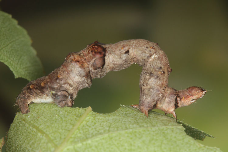 Selenia tetralunaria: Bild 21