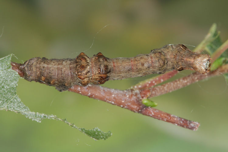Selenia tetralunaria: Bild 22