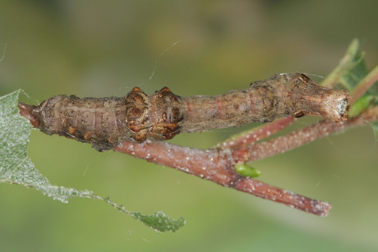 Selenia tetralunaria: Bild 34