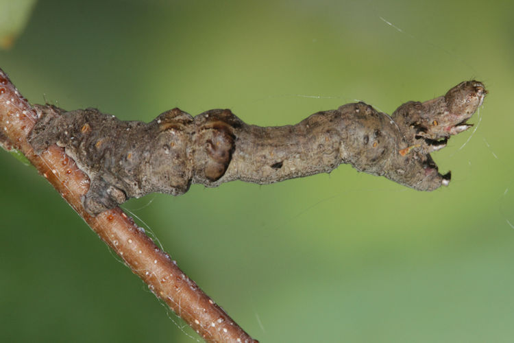 Selenia tetralunaria: Bild 23