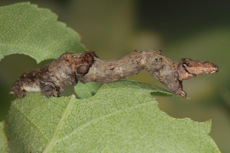 Selenia tetralunaria: Bild 24