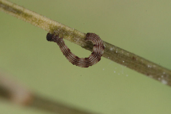 Idaea typicata: Bild 18