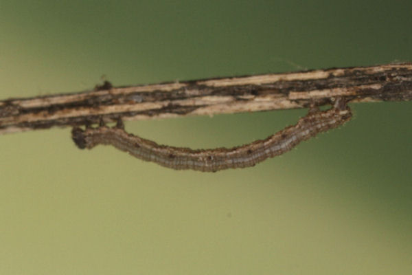 Scotopteryx octodurensis: Bild 30
