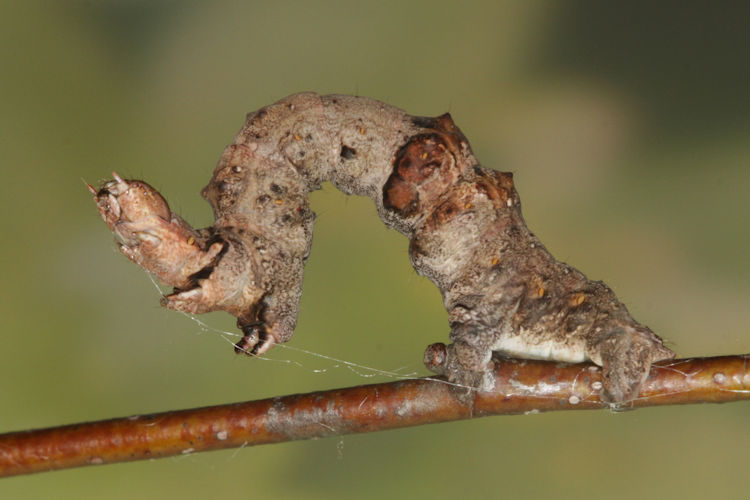 Selenia tetralunaria: Bild 16