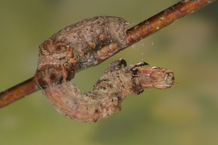 Selenia tetralunaria: Bild 17