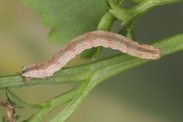 Eupithecia impurata: Bild 50