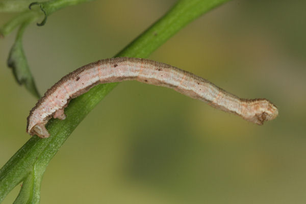 Eupithecia impurata: Bild 51