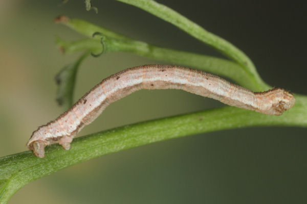 Eupithecia impurata: Bild 53