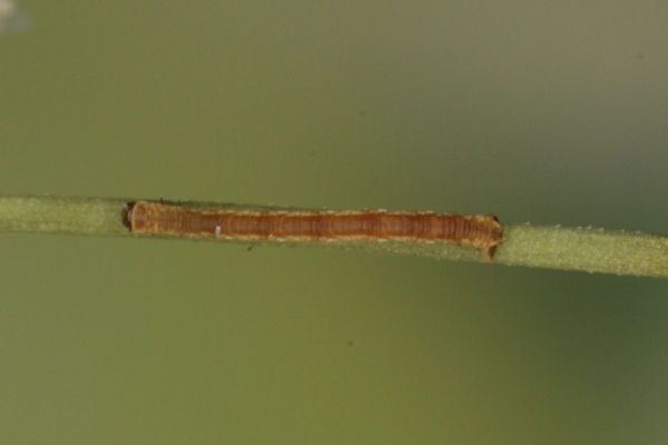 Eupithecia gemellata: Bild 13