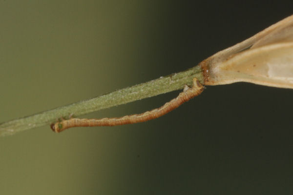 Eupithecia gemellata: Bild 16