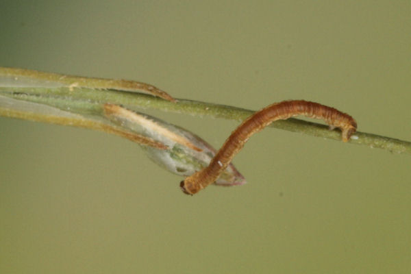 Eupithecia gemellata: Bild 17