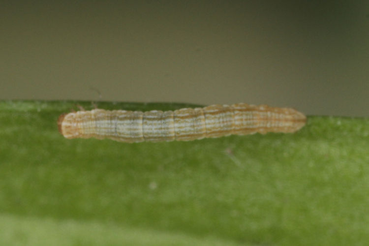 Elophos dilucidaria: Bild 16