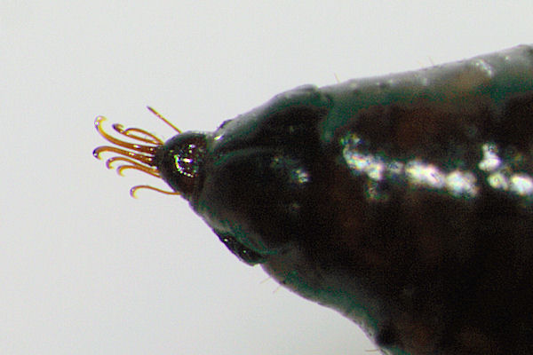 Eupithecia plumbeolata: Bild 31