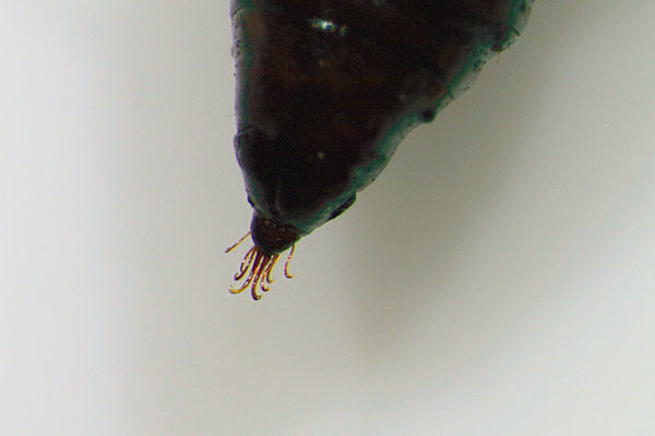 Eupithecia plumbeolata: Bild 32