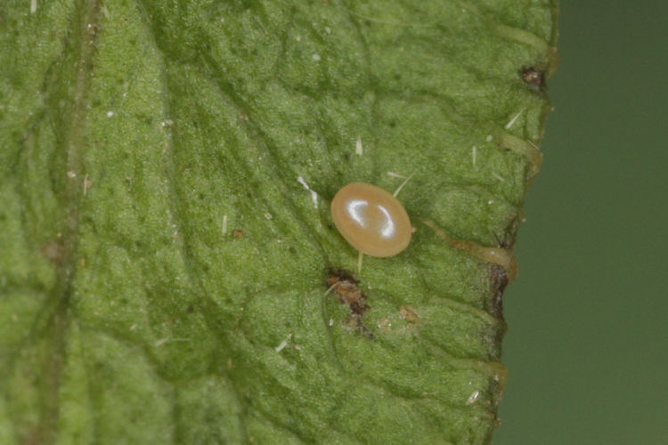 Crocota pseudotinctaria: Bild 4