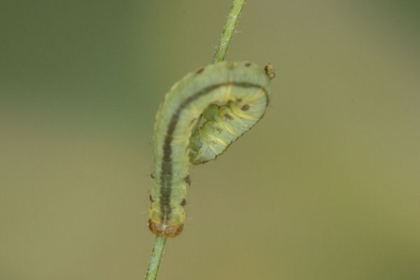 Eupithecia thalictrata: Bild 68