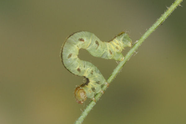 Eupithecia thalictrata: Bild 69
