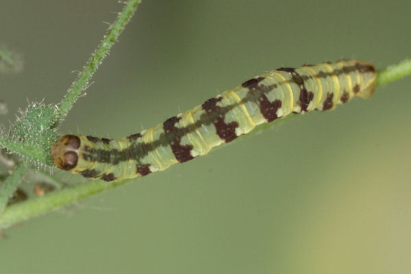 Eupithecia thalictrata: Bild 71