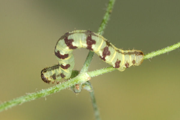 Eupithecia thalictrata: Bild 73