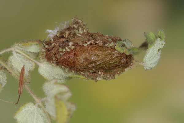 Eupithecia thalictrata: Bild 101