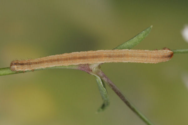 Eupithecia subumbrata: Bild 11