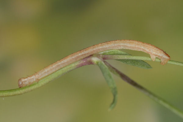 Eupithecia subumbrata: Bild 12