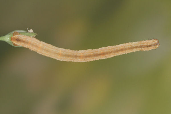 Eupithecia subumbrata: Bild 14