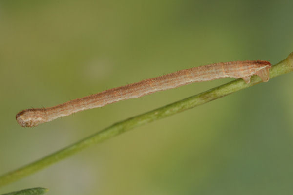 Eupithecia subumbrata: Bild 15