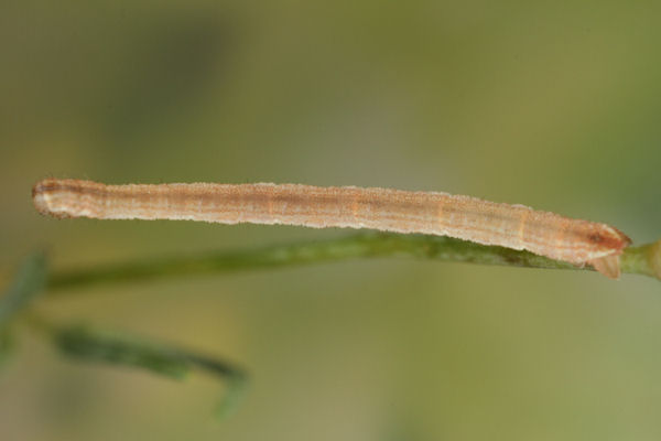 Eupithecia subumbrata: Bild 16