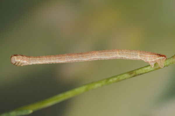 Eupithecia subumbrata: Bild 17