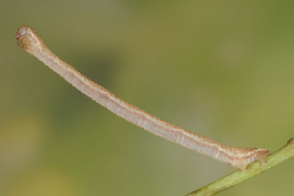 Eupithecia subumbrata: Bild 18