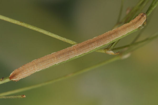 Eupithecia subumbrata: Bild 19