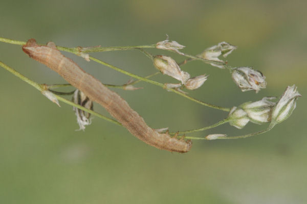Eupithecia subumbrata: Bild 20