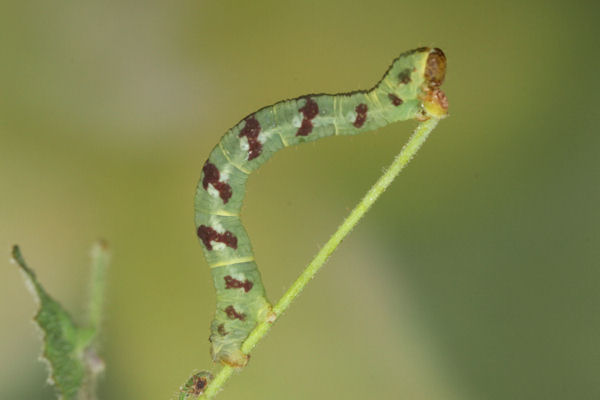 Eupithecia thalictrata: Bild 77