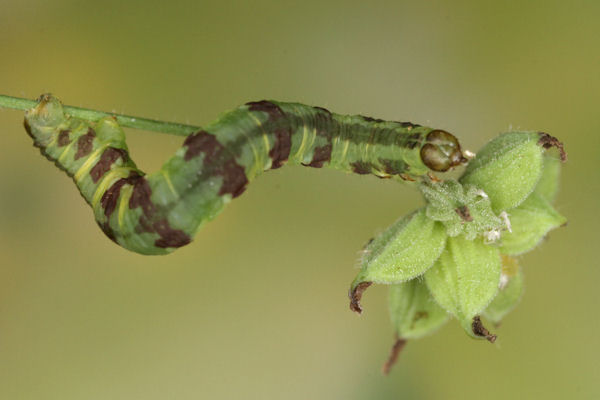 Eupithecia thalictrata: Bild 78