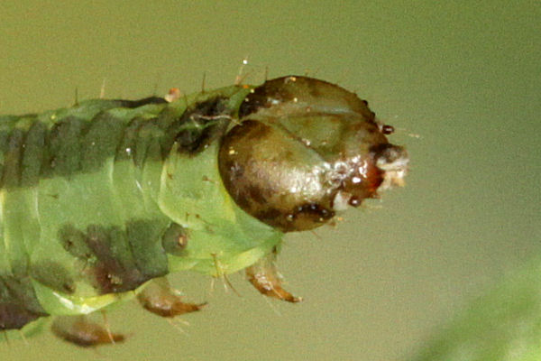Eupithecia thalictrata: Bild 80