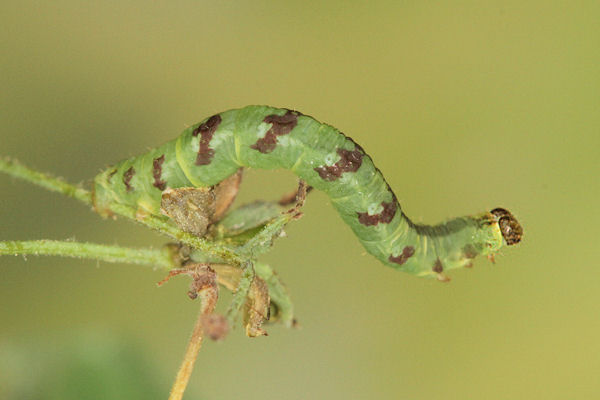 Eupithecia thalictrata: Bild 81