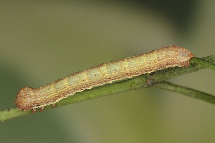 Ematurga atomaria: Bild 17