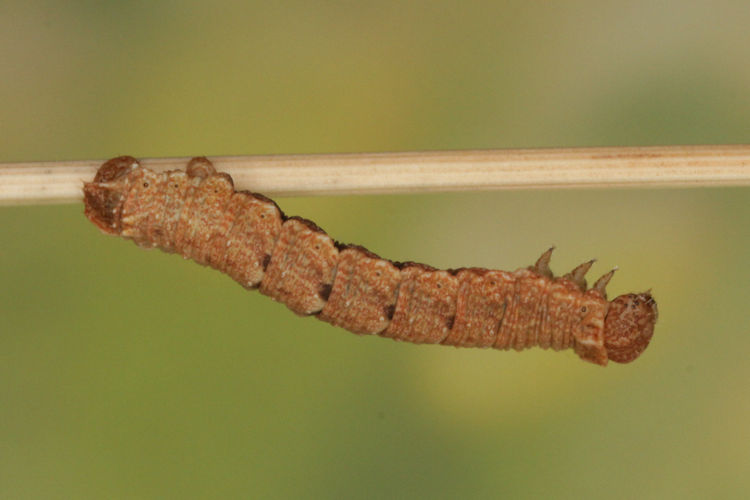 Scrupeodes serotinaria: Bild 9