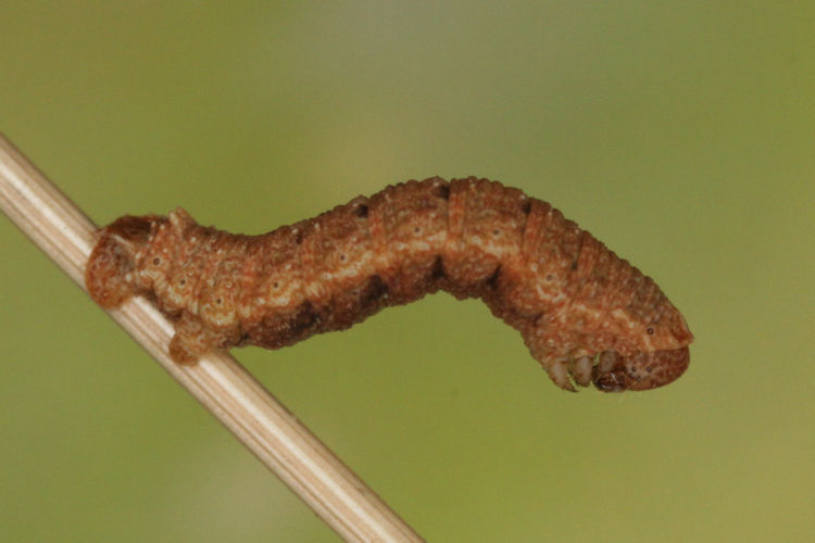 Scrupeodes serotinaria: Bild 4