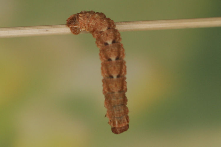 Scrupeodes serotinaria: Bild 8