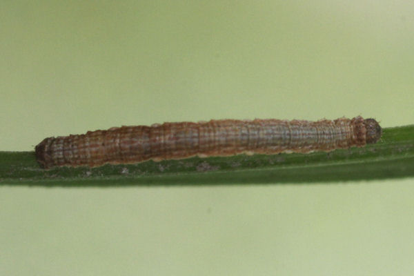 Xanthorhoe decoloraria: Bild 29