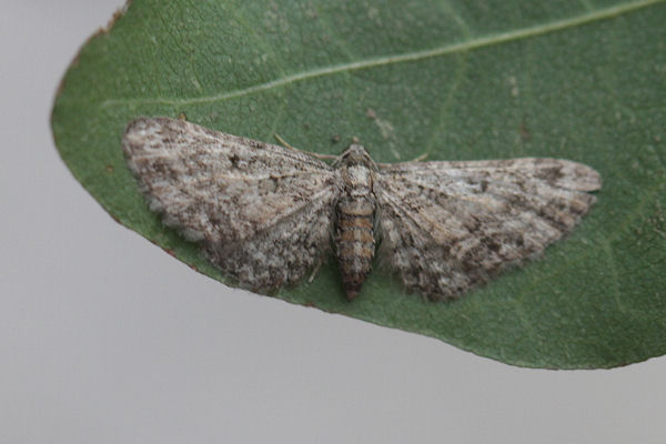 Eupithecia inturbata: Bild 4